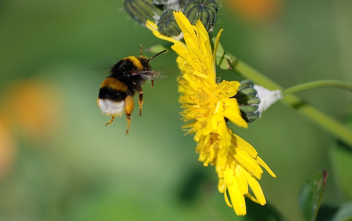 Bombus sp.